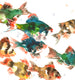 Original art for sale at UGallery.com | Tiger Barb (Aquarium Fish) by Suren Nersisyan | $250 | watercolor painting | 9' h x 12' w | thumbnail 2