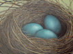 Original art for sale at UGallery.com | The Nest Of Our Dreams by Jennifer Ross | $1,175 | acrylic painting | 30' h x 40' w | thumbnail 3