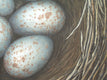 Original art for sale at UGallery.com | Nest on a Silver Lining by Jennifer Ross | $2,075 | acrylic painting | 36' h x 48' w | thumbnail 4
