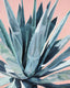 Original art for sale at UGallery.com | Agave with Coral by Alana Clumeck | $800 | acrylic painting | 30' h x 24' w | thumbnail 1