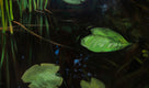 Original art for sale at UGallery.com | Pond in Turtul by Agnieszka Potrzebnicka | $900 | oil painting | 15.7' h x 23.7' w | thumbnail 4