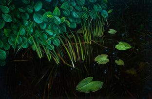 Pond in Turtul by Agnieszka Potrzebnicka |  Artwork Main Image 