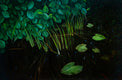 Original art for sale at UGallery.com | Pond in Turtul by Agnieszka Potrzebnicka | $900 | oil painting | 15.7' h x 23.7' w | thumbnail 1