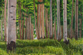 Original art for sale at UGallery.com | Aspens by Crystal DiPietro | $4,175 | acrylic painting | 40' h x 60' w | thumbnail 1