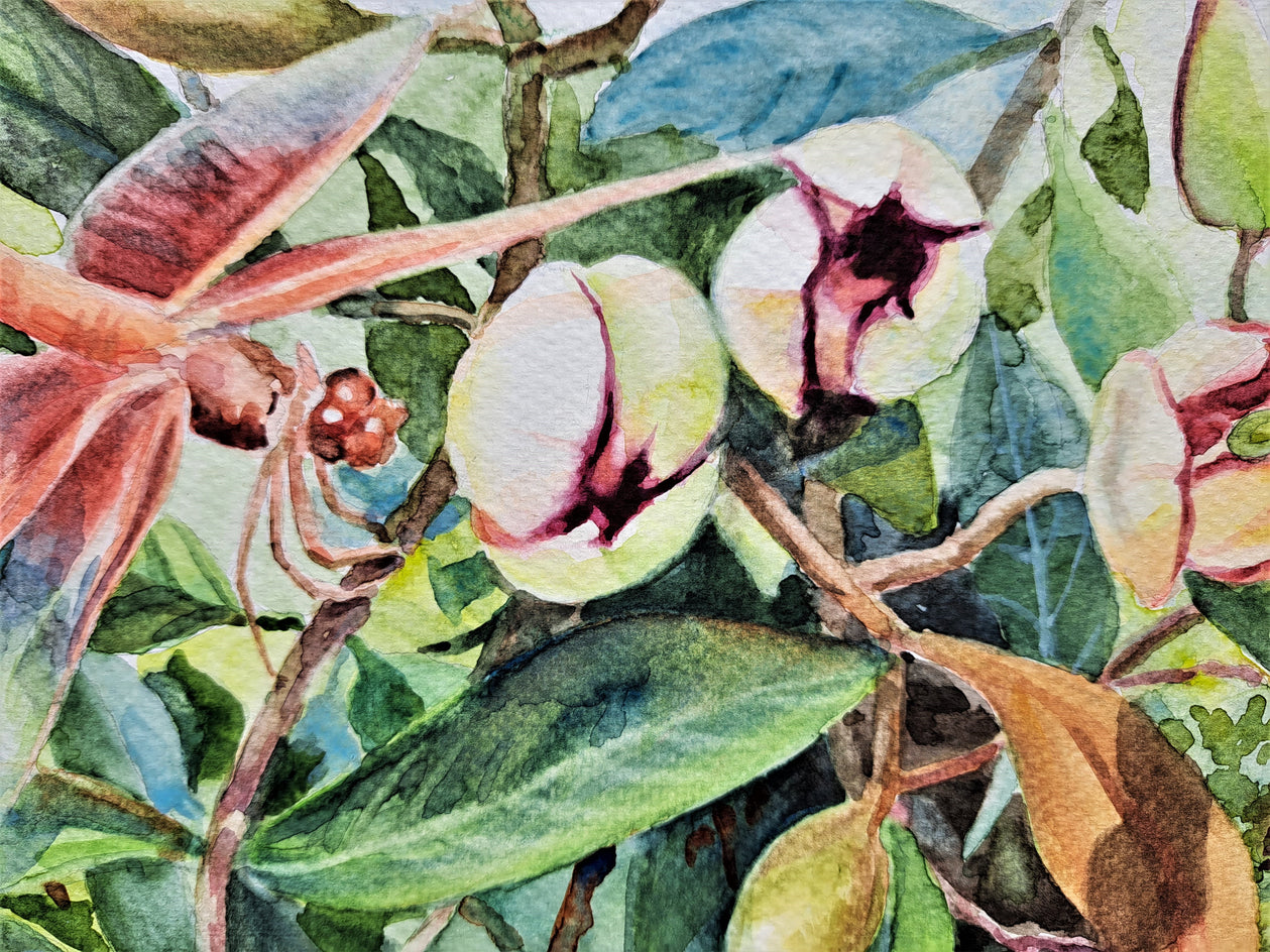 Dragonfly and Port Wine Magnolia by Catherine McCargar |  Closeup View of Artwork 