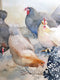 Original art for sale at UGallery.com | The Girls by Catherine McCargar | $575 | watercolor painting | 11' h x 15' w | thumbnail 4