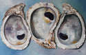Original art for sale at UGallery.com | Chesapeake Oysters by Kristine Kainer | $3,200 | oil painting | 24' h x 36' w | thumbnail 1
