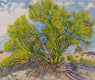 Original art for sale at UGallery.com | Palo Verde by Crystal DiPietro | $3,775 | mixed media artwork | 34' h x 40' w | thumbnail 1