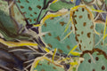 Original art for sale at UGallery.com | Prickly Pear by Crystal DiPietro | $2,175 | oil painting | 24' h x 30' w | thumbnail 4