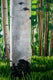 Original art for sale at UGallery.com | Aspens by Crystal DiPietro | $4,175 | acrylic painting | 40' h x 60' w | thumbnail 4