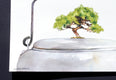 Original art for sale at UGallery.com | Tea Tree by Dwight Smith | $375 | watercolor painting | 7' h x 10' w | thumbnail 2