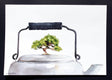 Original art for sale at UGallery.com | Tea Tree by Dwight Smith | $375 | watercolor painting | 7' h x 10' w | thumbnail 3