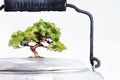 Original art for sale at UGallery.com | Tea Tree by Dwight Smith | $375 | watercolor painting | 7' h x 10' w | thumbnail 4