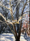 Original art for sale at UGallery.com | Winter Study, Light and Shadows by Elizabeth Garat | $750 | oil painting | 18' h x 14' w | thumbnail 4
