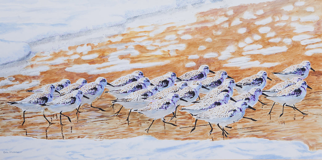 A Slalom of Sanderlings by Emil Morhardt |  Artwork Main Image 