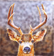 Original art for sale at UGallery.com | Big Deer by Emil Morhardt | $2,475 | acrylic painting | 40' h x 40' w | thumbnail 1
