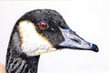 Original art for sale at UGallery.com | Canada Goose #1 by Emil Morhardt | $2,300 | acrylic painting | 36' h x 36' w | thumbnail 4