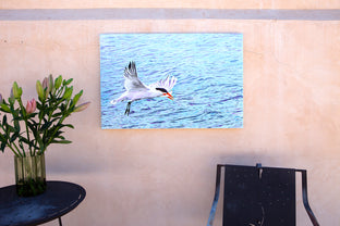 Caspian Tern Fishing by Emil Morhardt |  Context View of Artwork 