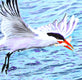Original art for sale at UGallery.com | Caspian Tern Fishing by Emil Morhardt | $1,925 | acrylic painting | 24' h x 36' w | thumbnail 4