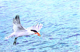 Original art for sale at UGallery.com | Caspian Tern Fishing by Emil Morhardt | $1,925 | acrylic painting | 24' h x 36' w | photo 1