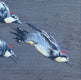 Original art for sale at UGallery.com | Diving Woodpeckers by Emil Morhardt | $1,550 | acrylic painting | 24' h x 24' w | thumbnail 1