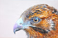 Original art for sale at UGallery.com | Galapagos Hawk by Emil Morhardt | $1,925 | acrylic painting | 24' h x 36' w | thumbnail 1