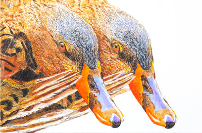 The Coy Miss Mallards by Emil Morhardt | Artwork Main Image