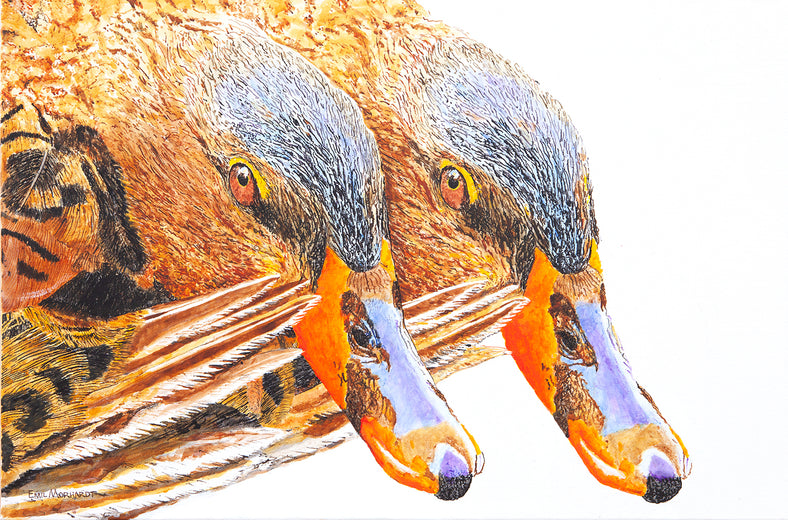 The Coy Miss Mallards by Emil Morhardt |  Artwork Main Image 