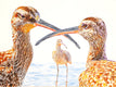 Original art for sale at UGallery.com | Three Whimbrels in Conversation by Emil Morhardt | $3,100 | acrylic painting | 36' h x 48' w | thumbnail 1