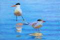 Original art for sale at UGallery.com | Two Tentative Terns by Emil Morhardt | $1,925 | acrylic painting | 24' h x 36' w | thumbnail 1