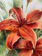 Original art for sale at UGallery.com | Happy Lilies by Fatemeh Kian | $525 | watercolor painting | 15' h x 11' w | thumbnail 4
