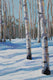 Original art for sale at UGallery.com | Snowy Aspen Path by Heather Foster | $1,275 | acrylic painting | 16' h x 12' w | thumbnail 4