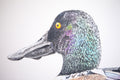 Original art for sale at UGallery.com | A Northern Shoveler Churning by Emil Morhardt | $1,900 | acrylic painting | 30' h x 30' w | thumbnail 4