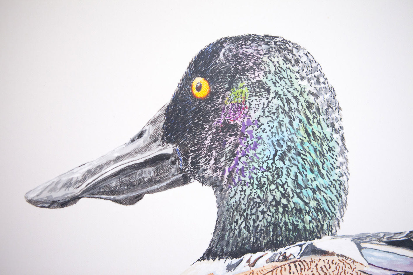 A Northern Shoveler Churning by Emil Morhardt |  Closeup View of Artwork 
