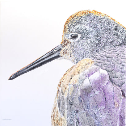 Sleepy Willet by Emil Morhardt | Artwork Main Image