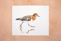 Original art for sale at UGallery.com | Black Turnstone #3 by Emil Morhardt | $425 | watercolor painting | 16' h x 20' w | thumbnail 3