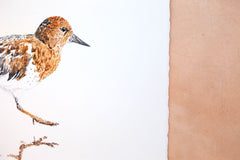 Original art for sale at UGallery.com | Black Turnstone #3 by Emil Morhardt | $425 | watercolor painting | 16' h x 20' w | thumbnail 2