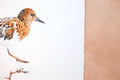 Original art for sale at UGallery.com | Black Turnstone #3 by Emil Morhardt | $425 | watercolor painting | 16' h x 20' w | thumbnail 2