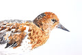 Original art for sale at UGallery.com | Black Turnstone #3 by Emil Morhardt | $425 | watercolor painting | 16' h x 20' w | thumbnail 4