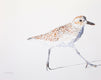 Original art for sale at UGallery.com | Black-Bellied Plover #9 by Emil Morhardt | $425 | watercolor painting | 16' h x 20' w | thumbnail 1