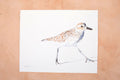 Original art for sale at UGallery.com | Black-Bellied Plover #9 by Emil Morhardt | $425 | watercolor painting | 16' h x 20' w | thumbnail 3