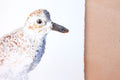 Original art for sale at UGallery.com | Black-Bellied Plover #9 by Emil Morhardt | $425 | watercolor painting | 16' h x 20' w | thumbnail 2