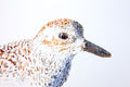 Original art for sale at UGallery.com | Black-Bellied Plover #9 by Emil Morhardt | $425 | watercolor painting | 16' h x 20' w | thumbnail 4
