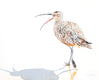 Original art for sale at UGallery.com | Whimbrel #11 Speaking Out by Emil Morhardt | $425 | watercolor painting | 16' h x 20' w | thumbnail 1