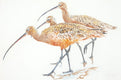 Original art for sale at UGallery.com | Three Long-Billed Curlews by Emil Morhardt | $1,925 | acrylic painting | 24' h x 36' w | thumbnail 1