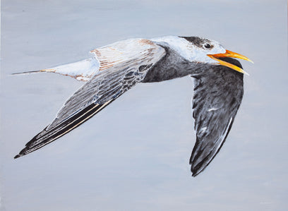 Great Crested Tern #1 by Emil Morhardt | Artwork Main Image