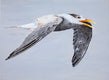 Original art for sale at UGallery.com | Great Crested Tern #1 by Emil Morhardt | $3,100 | acrylic painting | 36' h x 48' w | thumbnail 1