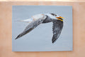 Original art for sale at UGallery.com | Great Crested Tern #1 by Emil Morhardt | $3,100 | acrylic painting | 36' h x 48' w | thumbnail 3