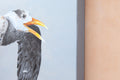 Original art for sale at UGallery.com | Great Crested Tern #1 by Emil Morhardt | $3,100 | acrylic painting | 36' h x 48' w | thumbnail 2