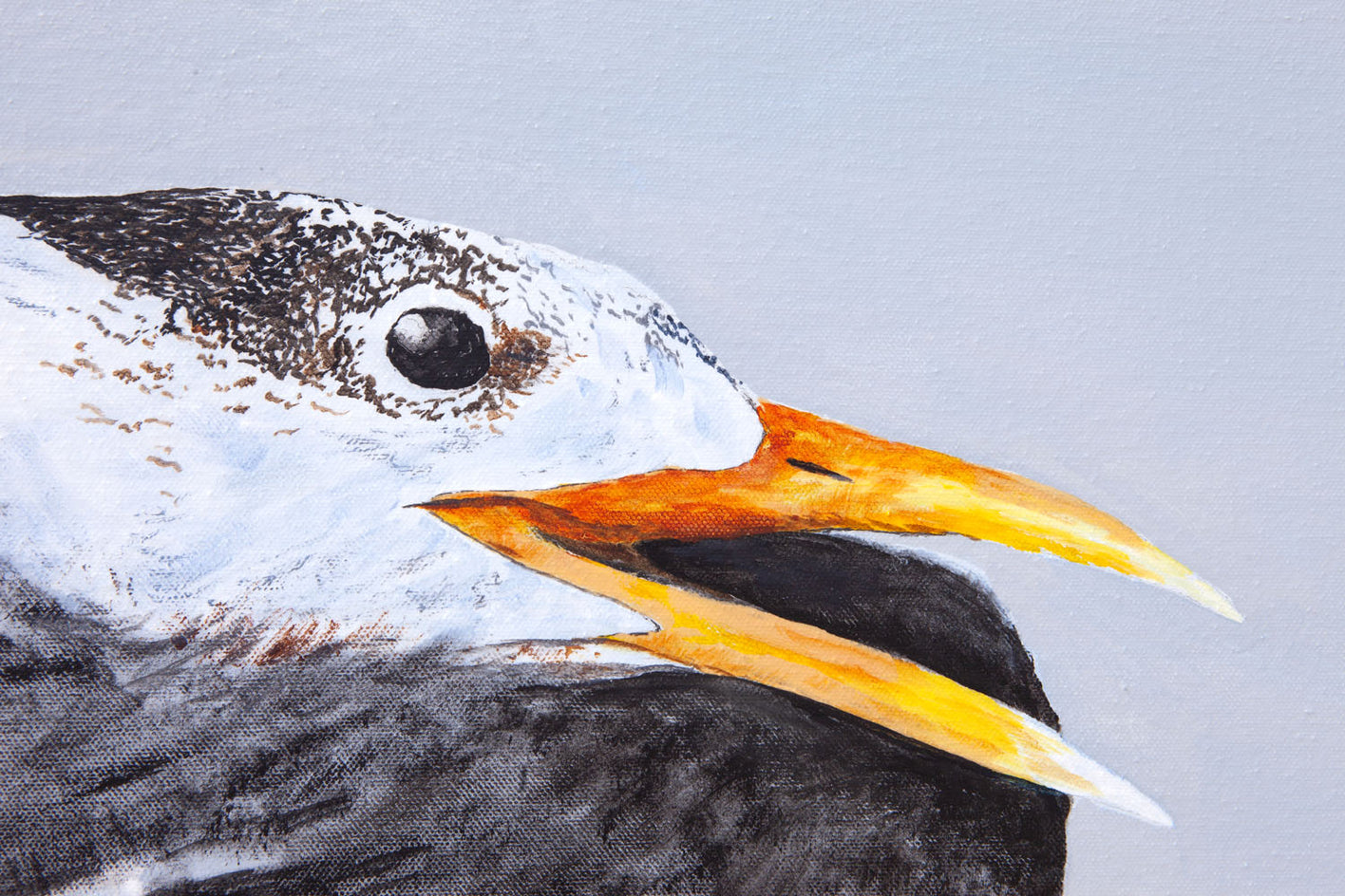 Great Crested Tern #1 by Emil Morhardt |  Closeup View of Artwork 
